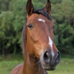 Espacio Equino de Transformación Rafa Molina