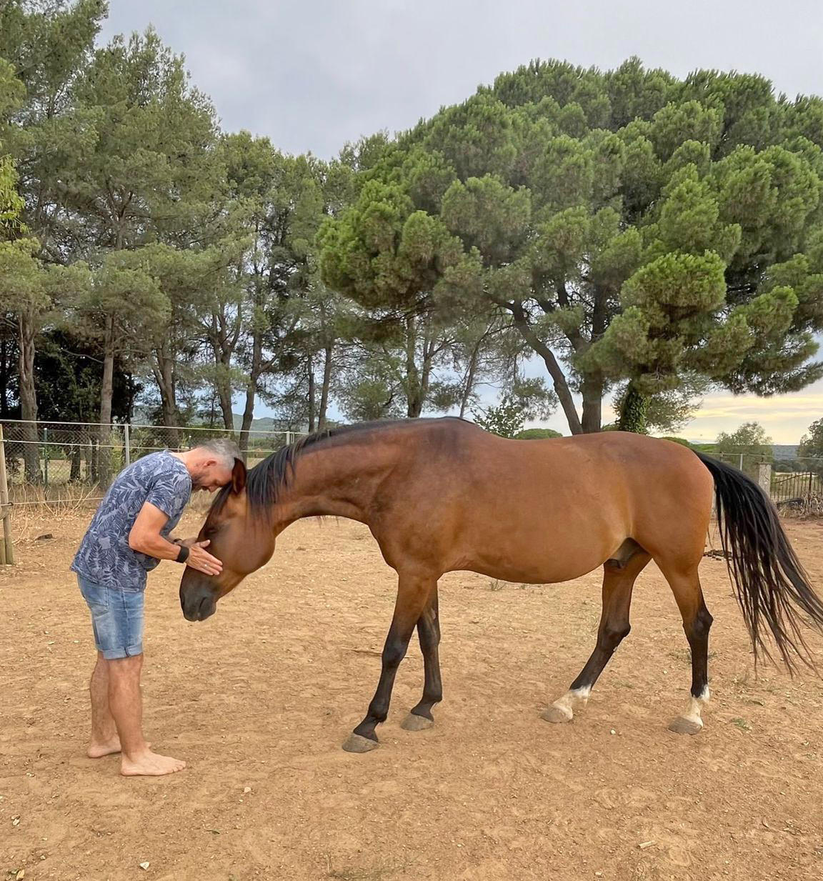 Terapia constelaciones con caballos - Rafa Molina