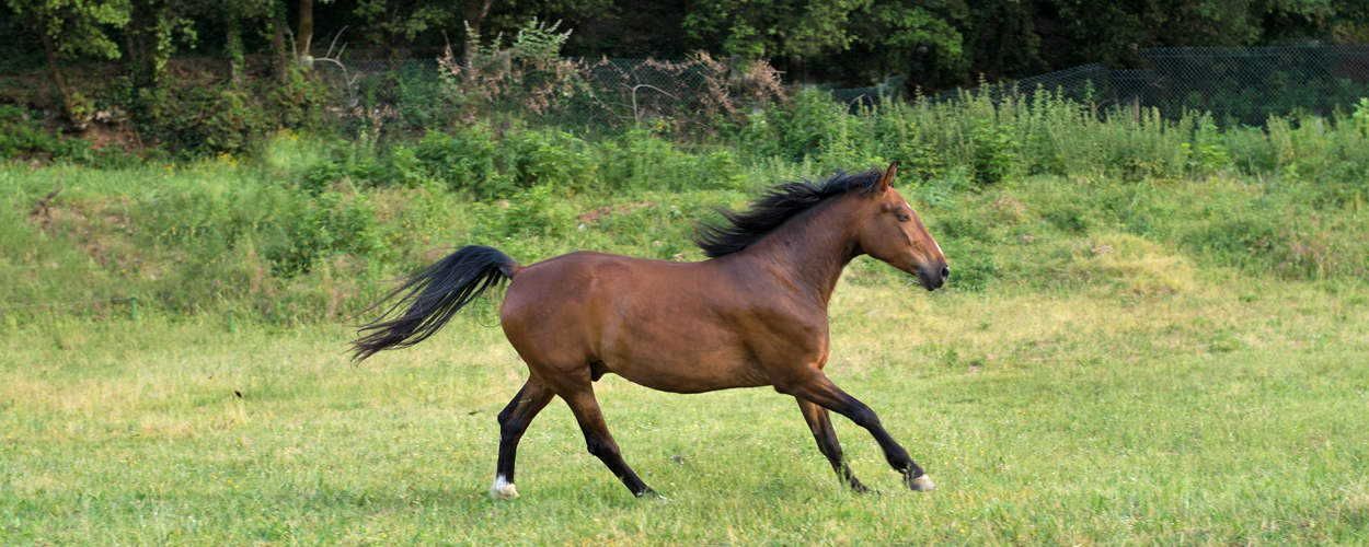 Coaching con caballos para empresas Rafa Molina