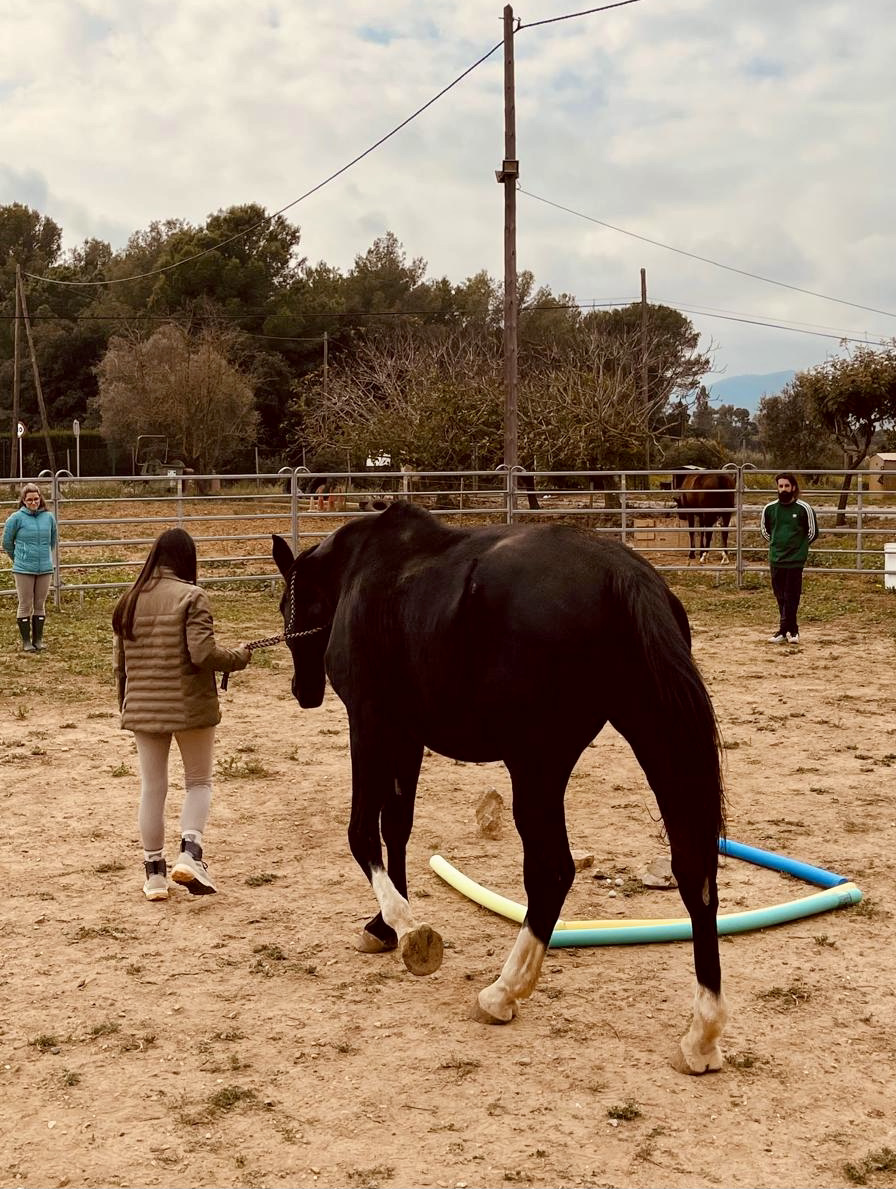 Coaching con caballos para empresas Rafa Molina